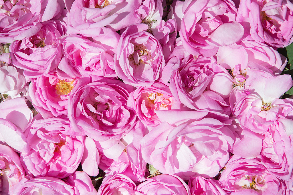pink rose petals