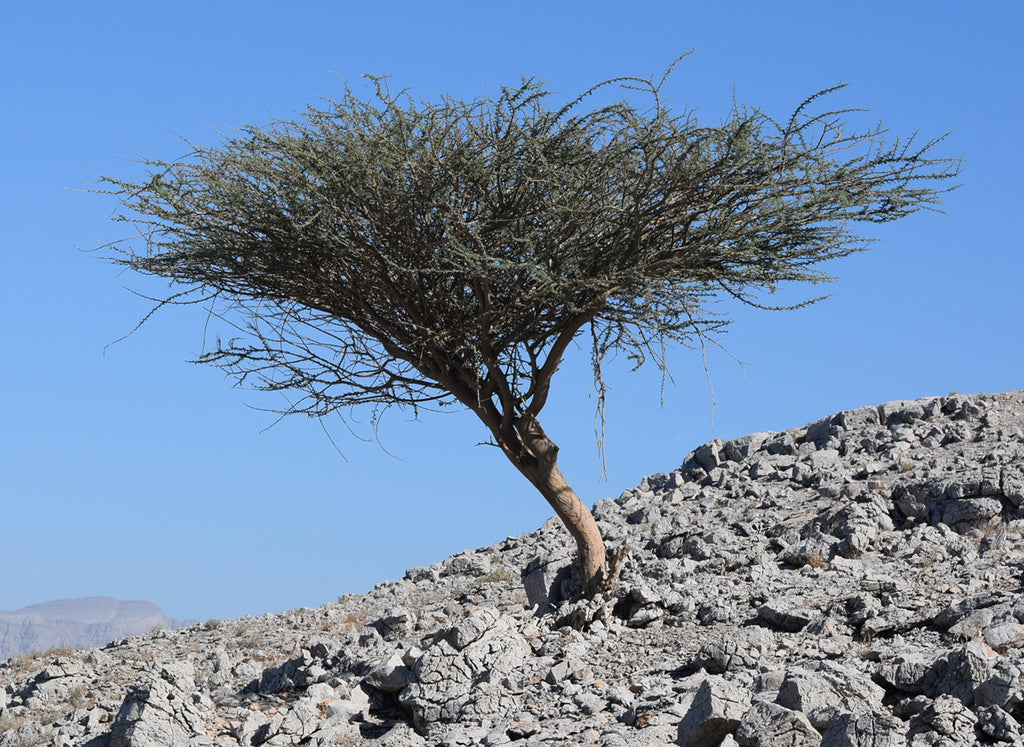frankincense tree