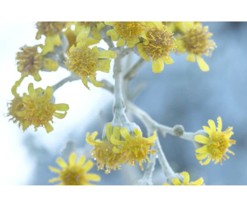 helichrysum yellow flowers growing
