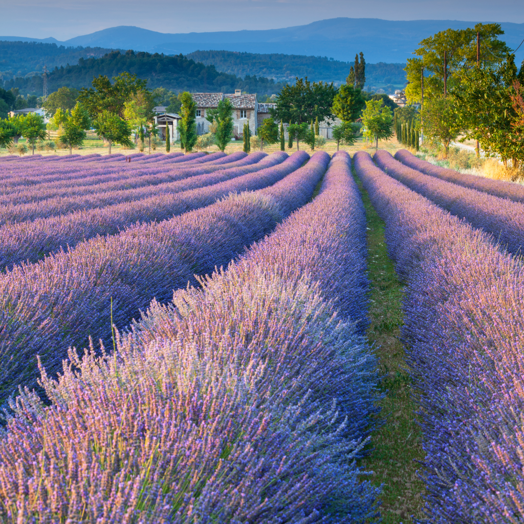 lavender filed in provence