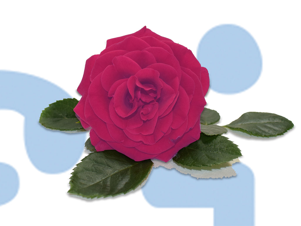 rose on perfino logo background